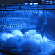 Illustration for article titled Blue light could cure diabetes